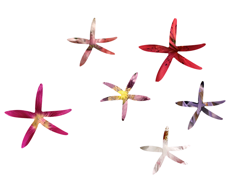 Flowers Brustvergroersserung Brustvergrösserung Kosten BLumendeko